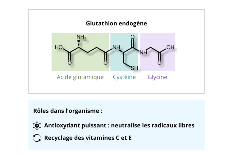 Glutathion un antioxydant puissant de notre organisme